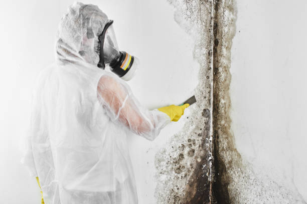 Best Mold Remediation for Schools in Fannett, TX