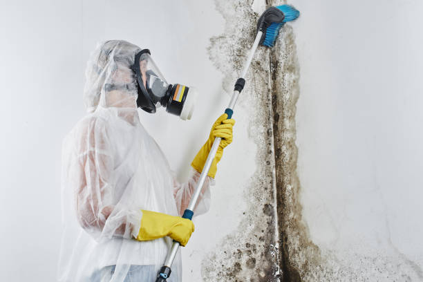 Best Bathroom Mold Remediation in Fannett, TX