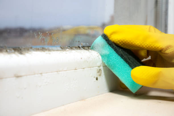 Best DIY Mold Remediation Support Services in Fannett, TX