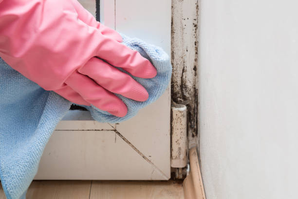 Best Preventive Mold Services in Fannett, TX