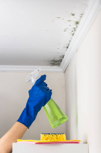 Best Crawl Space Mold Remediation in Fannett, TX